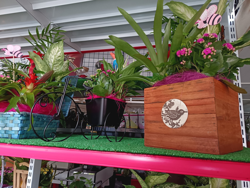 Agro floristería Mario 7