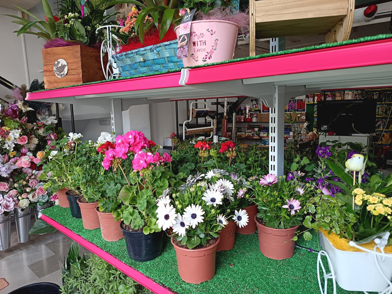 Agro floristería Mario 3