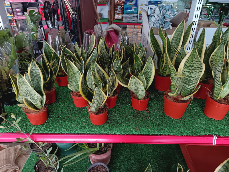 Agro floristería Mario 1