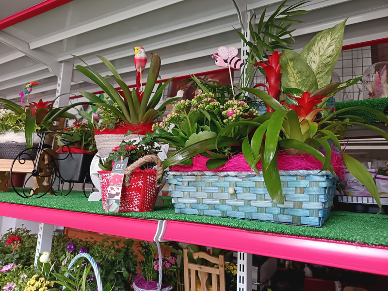 Agro floristería Mario 6