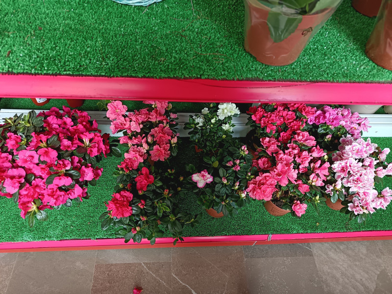 Agro floristería Mario 0